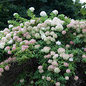 PeeGee Hydrangea Tree | Spring Hill Nurseries