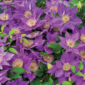 Clematis Bijou
