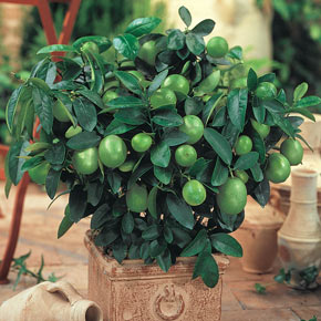 Key Lime Tree Plants