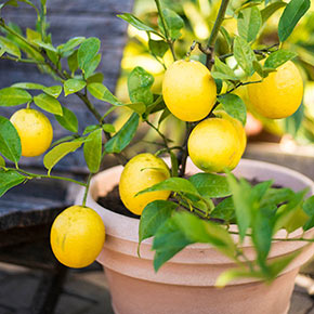 Meyer Lemon Tree Plant