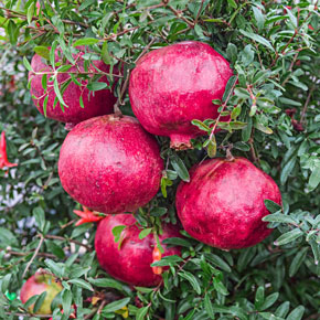 Pomegranates on a Dwarf Pomegranate Tree