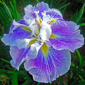 Angel Mountain Japanese Iris