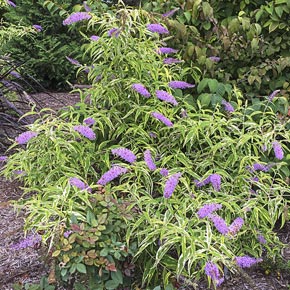 Summer Skies<sup>™</sup> Butterfly Bush
