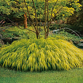 Gold Japanese Forest Grass
