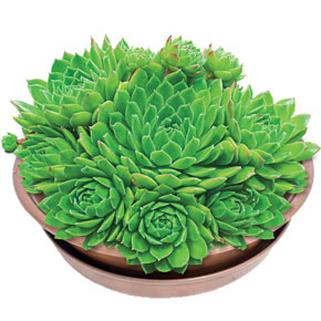 Green Wheel Hens and Chicks
