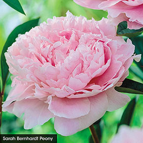 Classics for Cutting Peony Collection