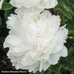 Most Fragrant Peony Collection