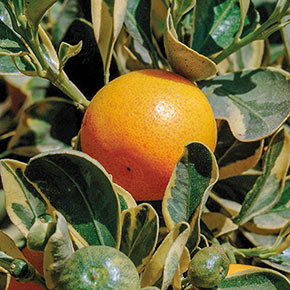 Variegated Calamondin