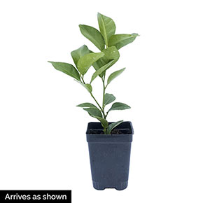 Variegated Calamondin