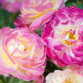 Life Of The Party™ Floribunda Rose