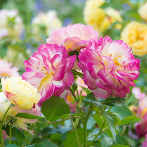 Life Of The Party™ Floribunda Rose
