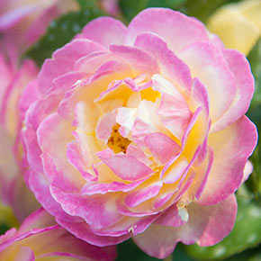 Life Of The Party™ Floribunda Rose