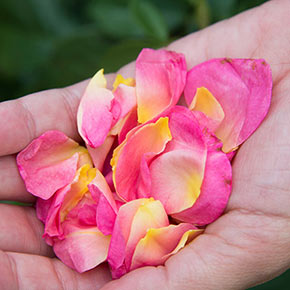Life Of The Party™ Floribunda Rose