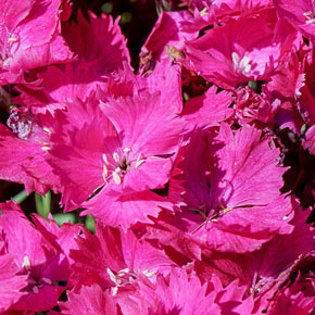 Vivid Bright Light Dianthus