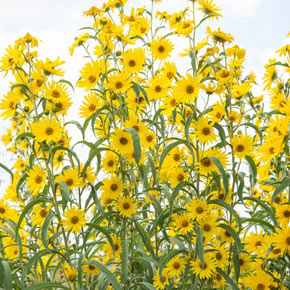Maximillian Perennial Sunflower