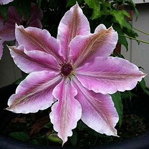 Clematis Mystic Gem Vancouver™