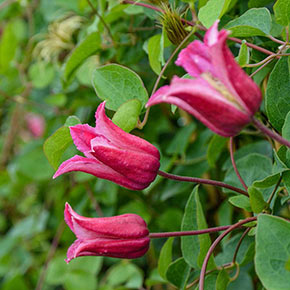 Clematis Happy Diana