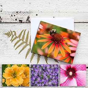 Spring Hill Nurseries® Note Cards