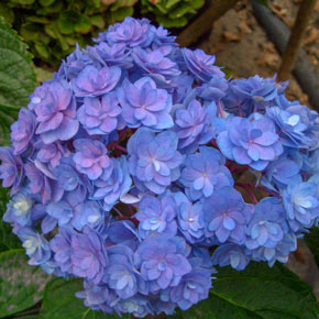 Forever & Ever<sup>®</sup> Together Hydrangea