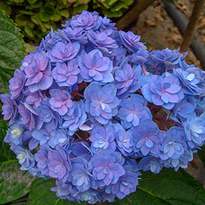 Forever and Ever Hydrangea Trio | Spring Hill Nurseries