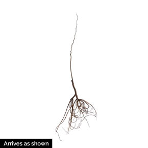 Flame Thrower<sup>™</sup> Redbud Tree
