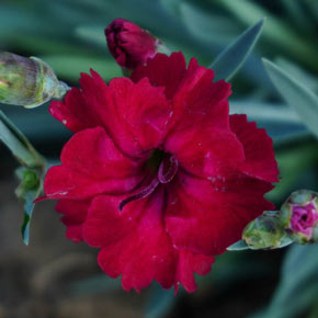 Mountain Frost™ Red Garnet Dianthus