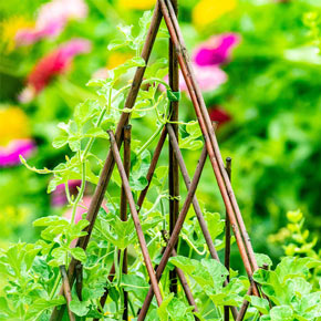 Willow Teepee Plant Support