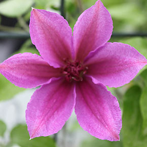 Clematis Success<sup>®</sup> Candy