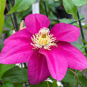 Clematis Success<sup>®</sup> Magenta