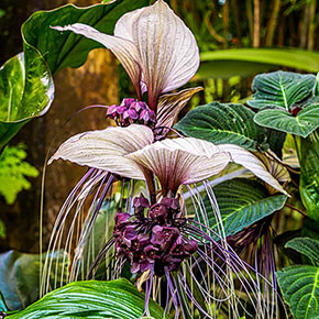 White Bat Flower