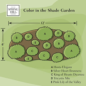Color in the Shade Garden