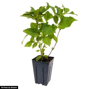 Let's Dance<sup>®</sup> Starlight Hydrangea