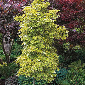 Summer Gold Flowering Dogwood Tree