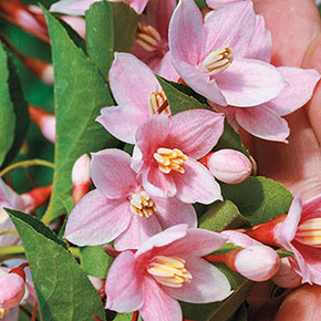 Marley's Pink<sup>®</sup> Japanese Snowbell