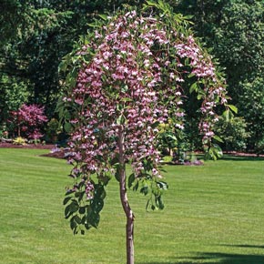 Marley's Pink<sup>®</sup> Japanese Snowbell