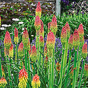 Fire Dance Red Hot Poker | Spring Hill Nurseries