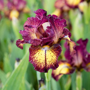 Red Hot Chili KickStart™ Reblooming Iris