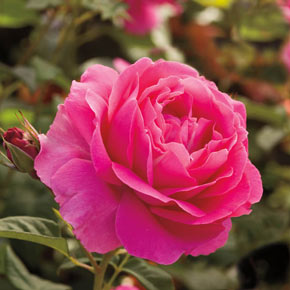 Grande Dame™ Hybrid Tea Rose