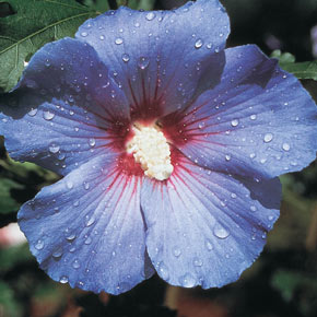 Blue Bird Rose of Sharon