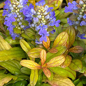 Feathered Friends™ Fancy Finch Ajuga