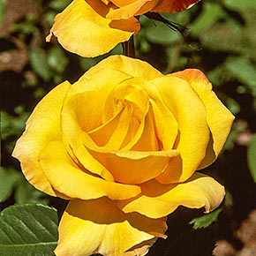 Gold Medal Grandiflora Rose