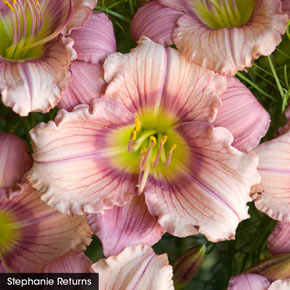 Summer Solstice Reblooming Daylily Collection