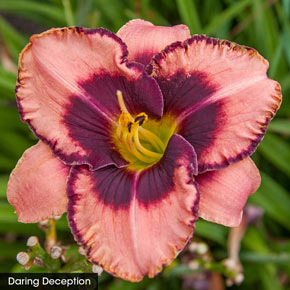 Daylight Savings Reblooming Daylily Collection