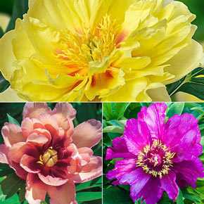 ITOH Peony Collection