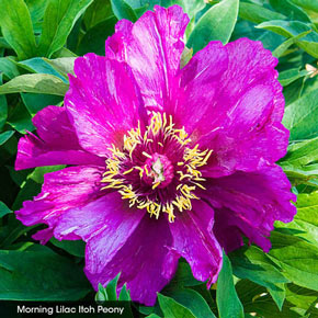 ITOH Peony Collection
