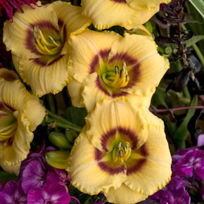 Baby Moon Café Jumbo Daylily