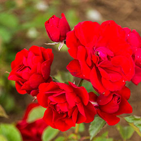 Showbiz Rose