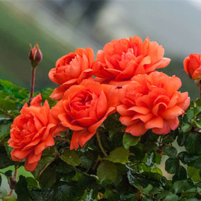 Above All™ Climbing Rose