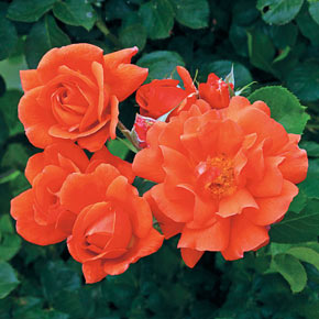 Above All™ Climbing Rose