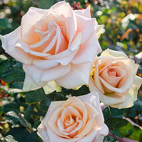 Orange Jumbo Rose Sampler